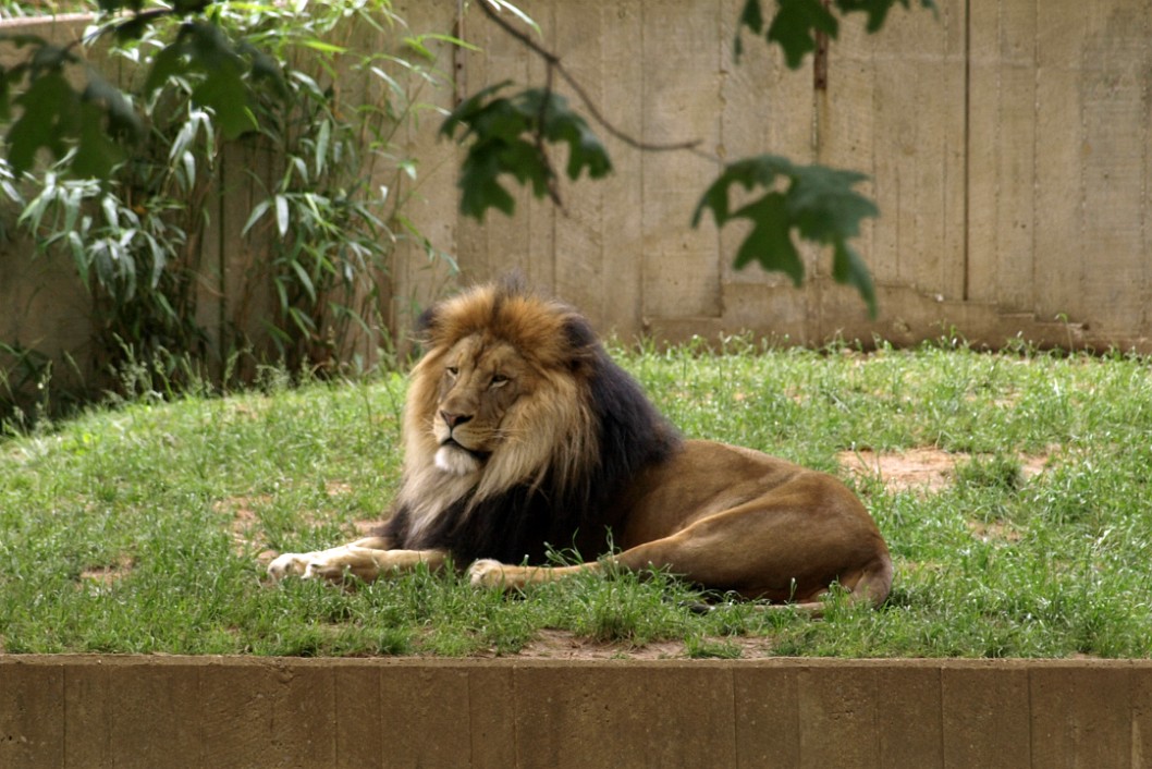 Mighty Lion at Rest Mighty Lion at Rest