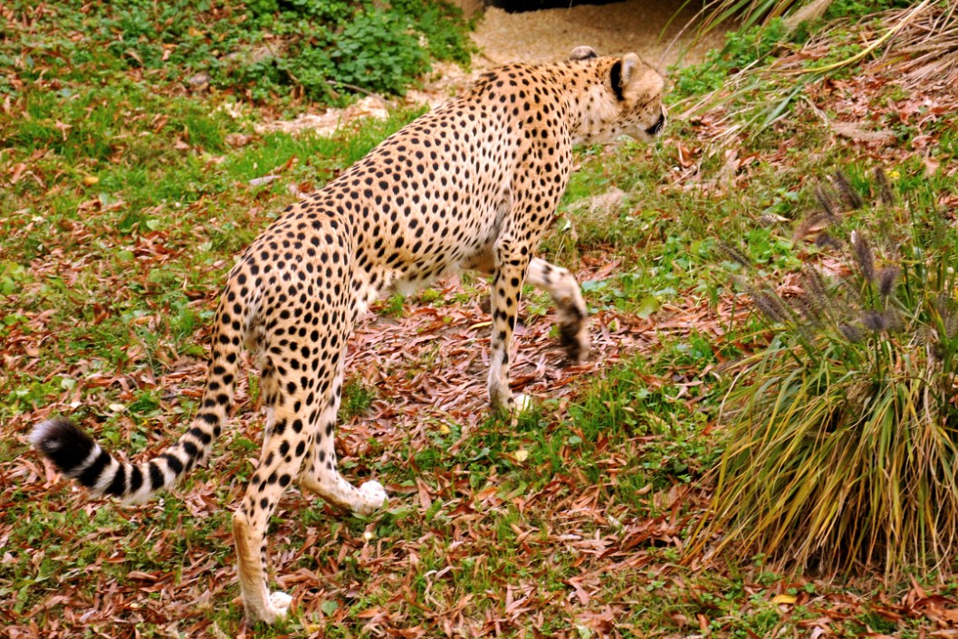 The Cheetah's Thin Frame The Cheetah's Thin Frame