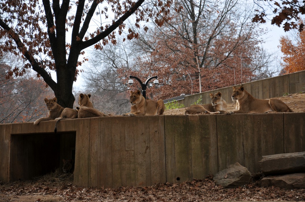 Wall of Lions Wall of Lions