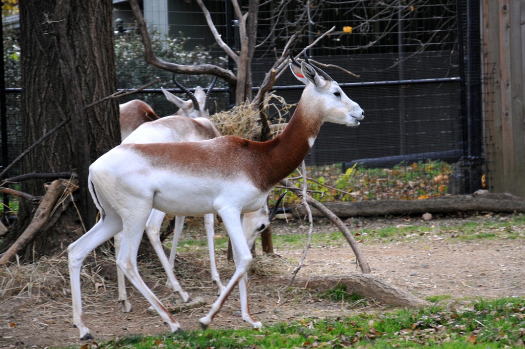 Profile of the Dama Gazelle Profile of the Dama Gazelle