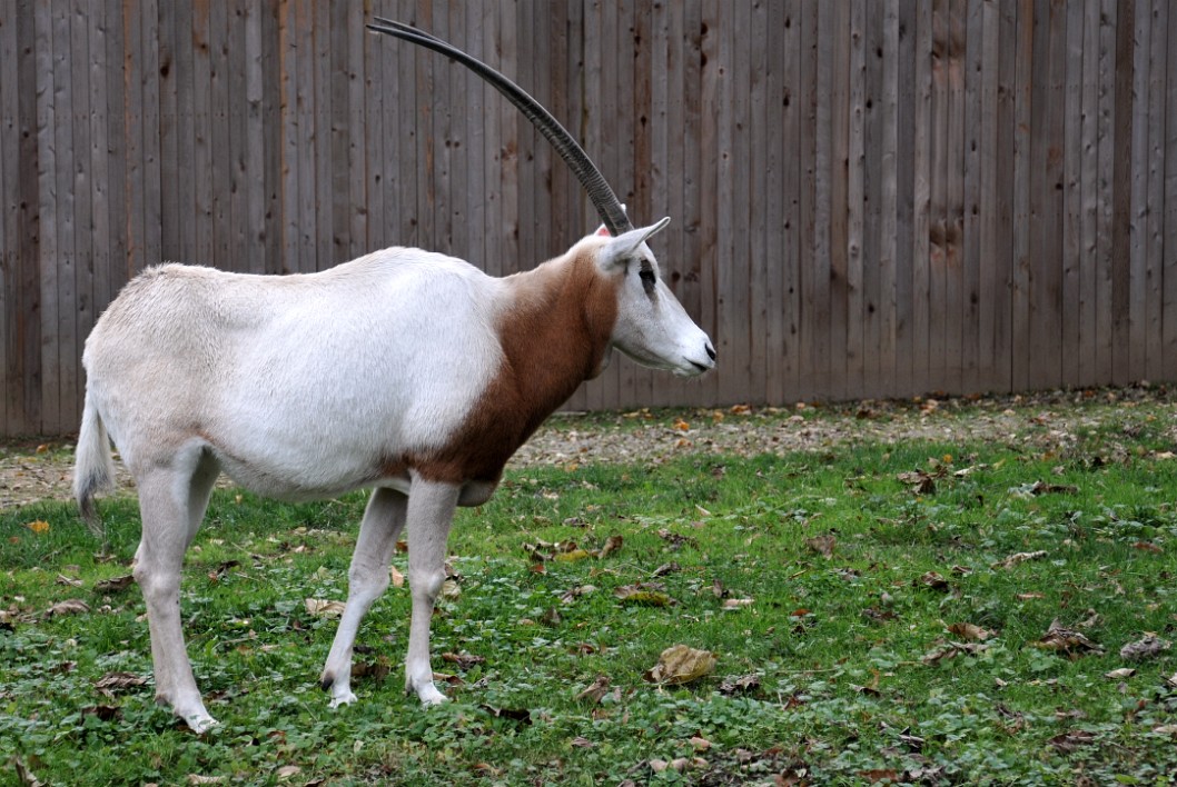 Scimitar-Horned Oryx Standing Scimitar-Horned Oryx Standing