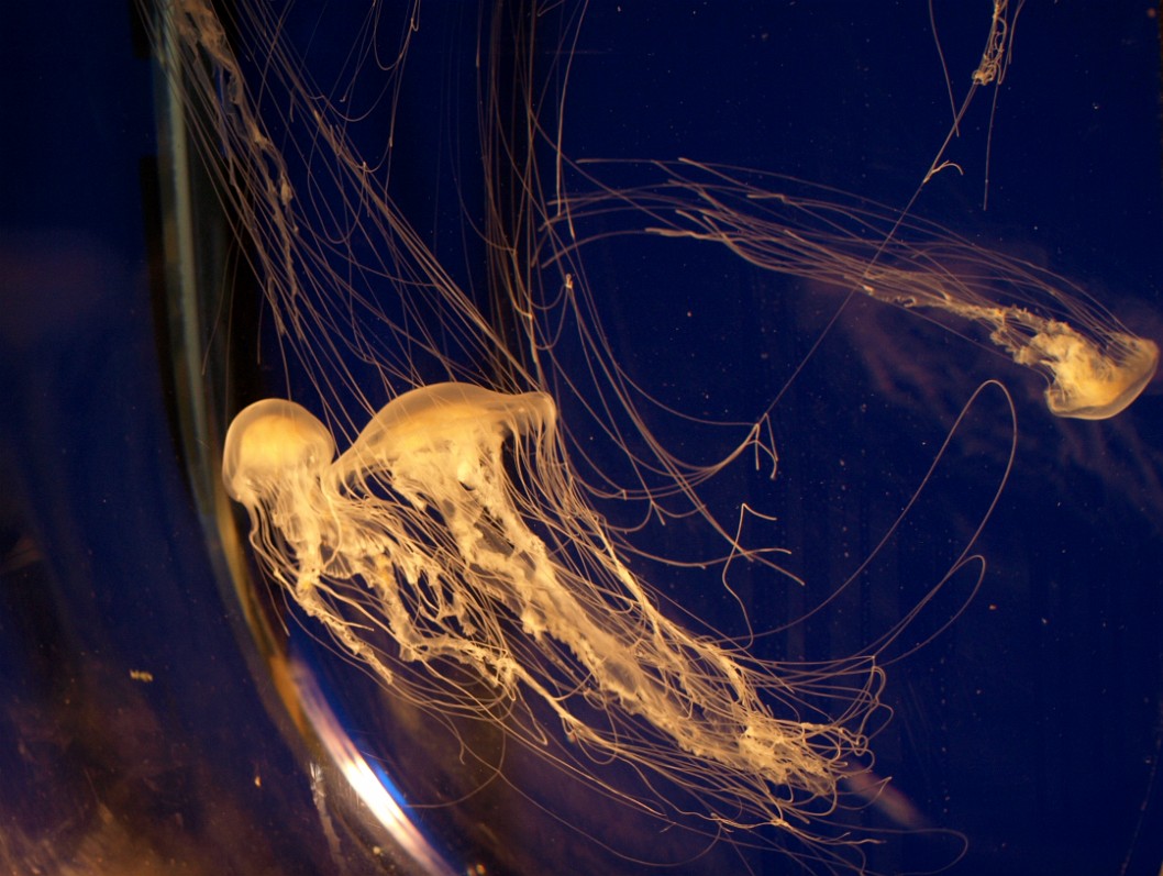 Swirling Dance of the Sea Nettles Swirling Dance of the Sea Nettles