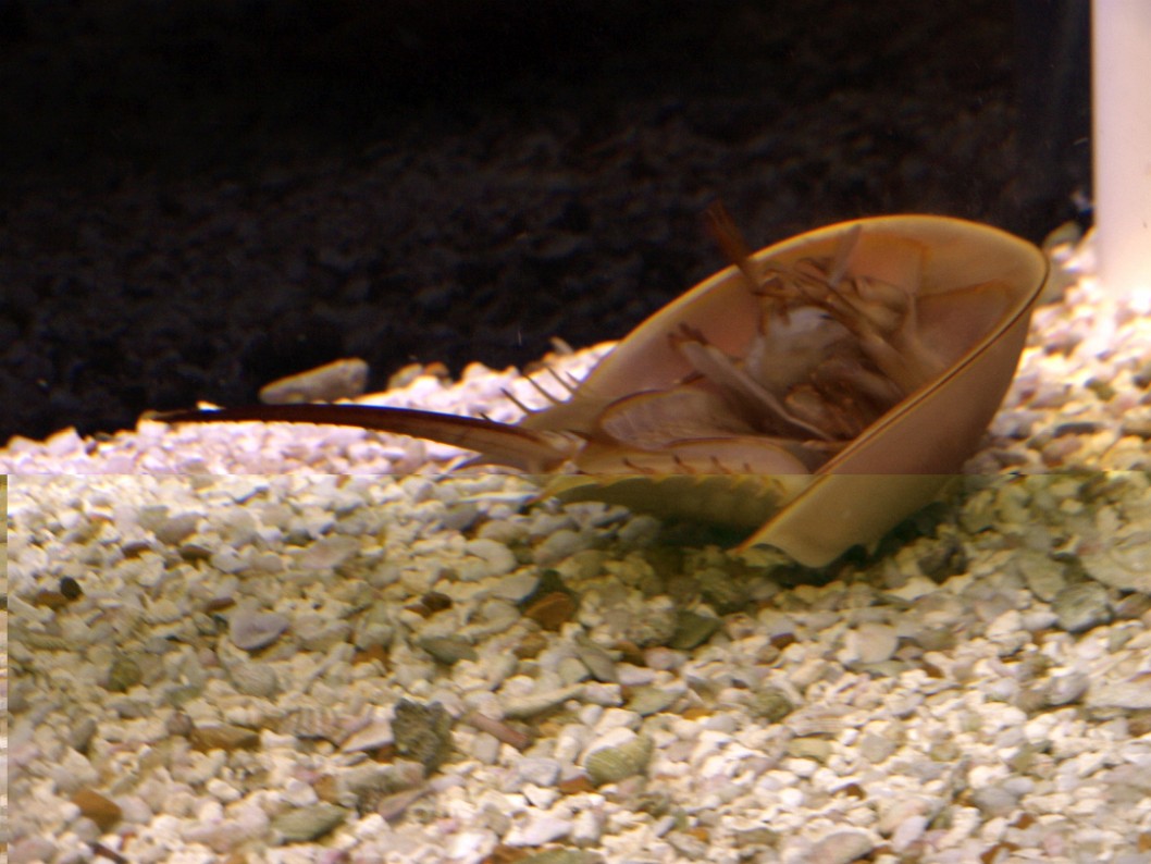 Young Horseshoe Crab Eating a Food Ball Young Horseshoe Crab Eating a Food Ball