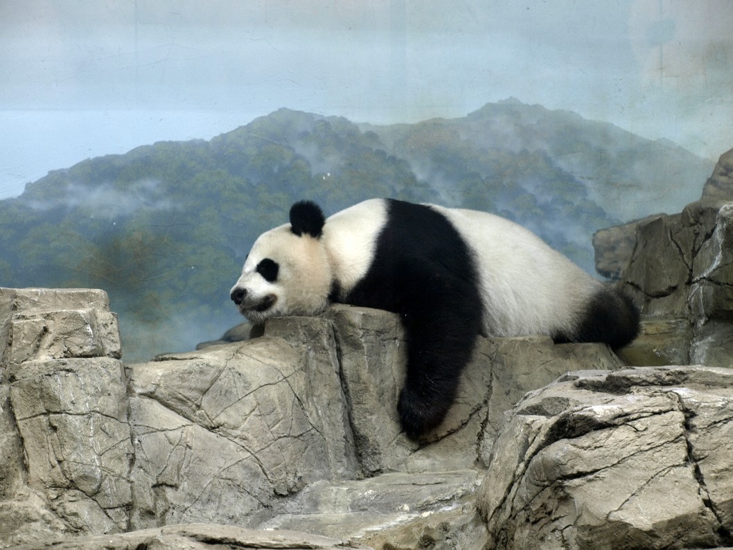 Sleeping Giant Panda Sleeping Giant Panda