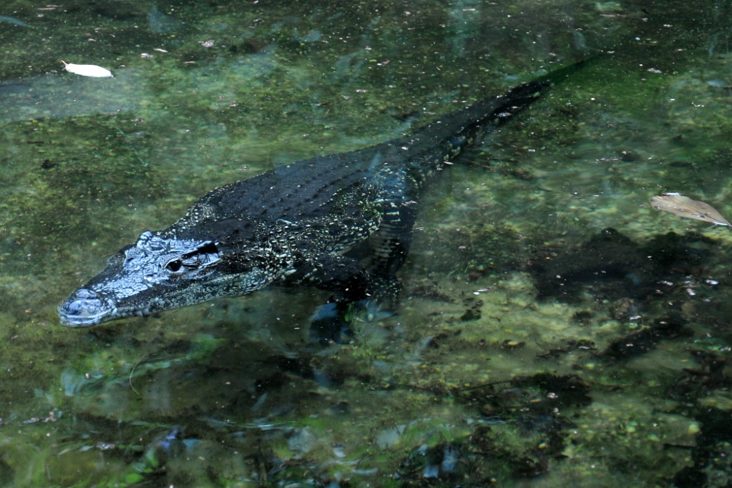Cuban Crocodile Mostly Submerged Cuban Crocodile Mostly Submerged