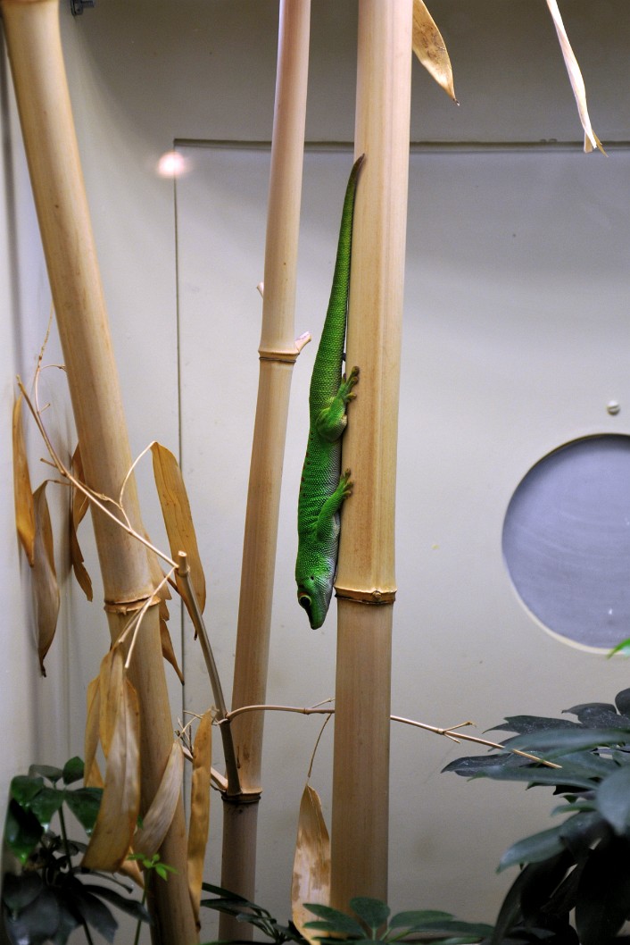 Madagascar Giant Day Gecko Fused to Some Bamboo Madagascar Giant Day Gecko Fused to Some Bamboo