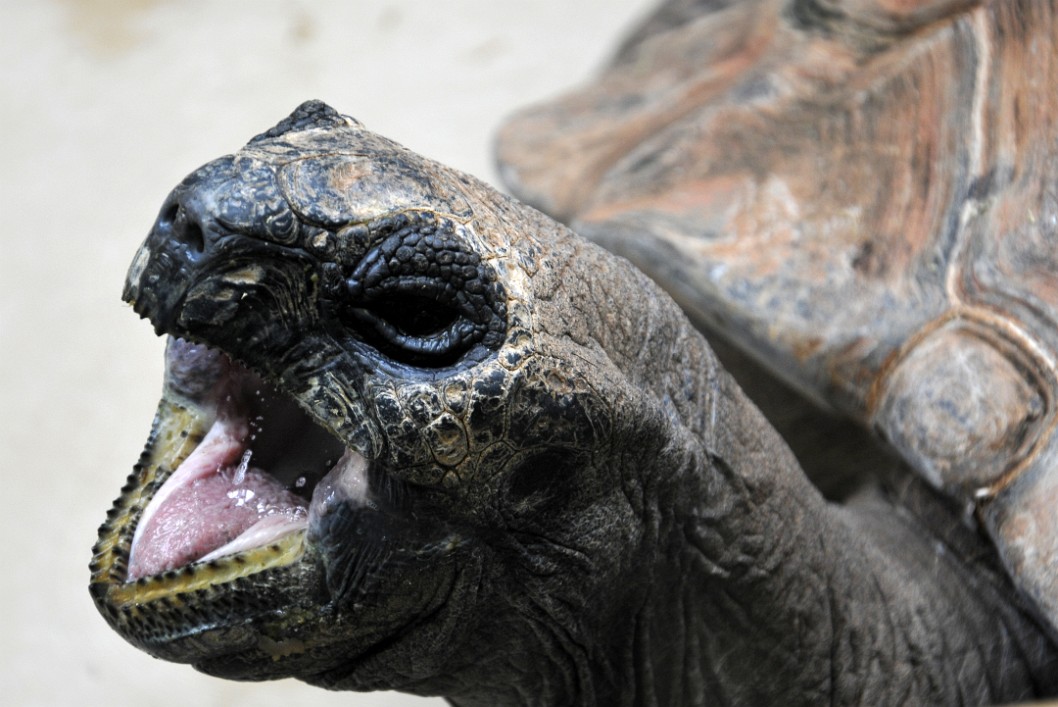 Tortoise Mouth Tortoise Mouth