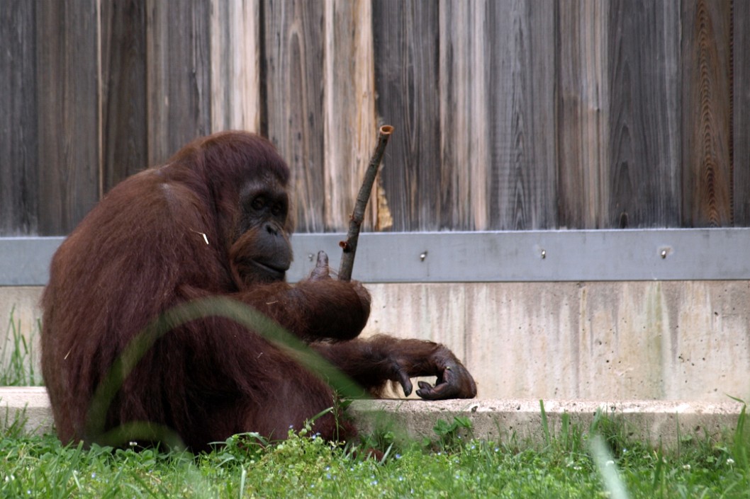 A Somewhat Shy Orangutan A Somewhat Shy Orangutan
