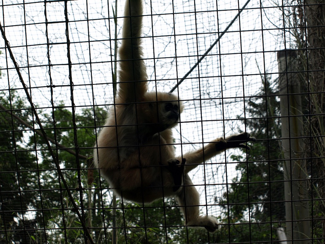 A Very Curious White-cheeked Gibbon-1 A Very Curious White-cheeked Gibbon-1