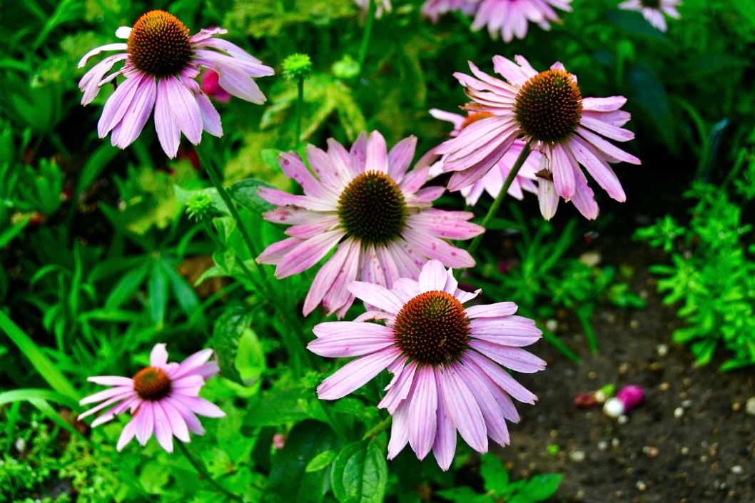 Coneflowers Showing Pink