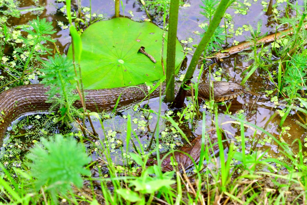 Water Snake in the Lily Pond