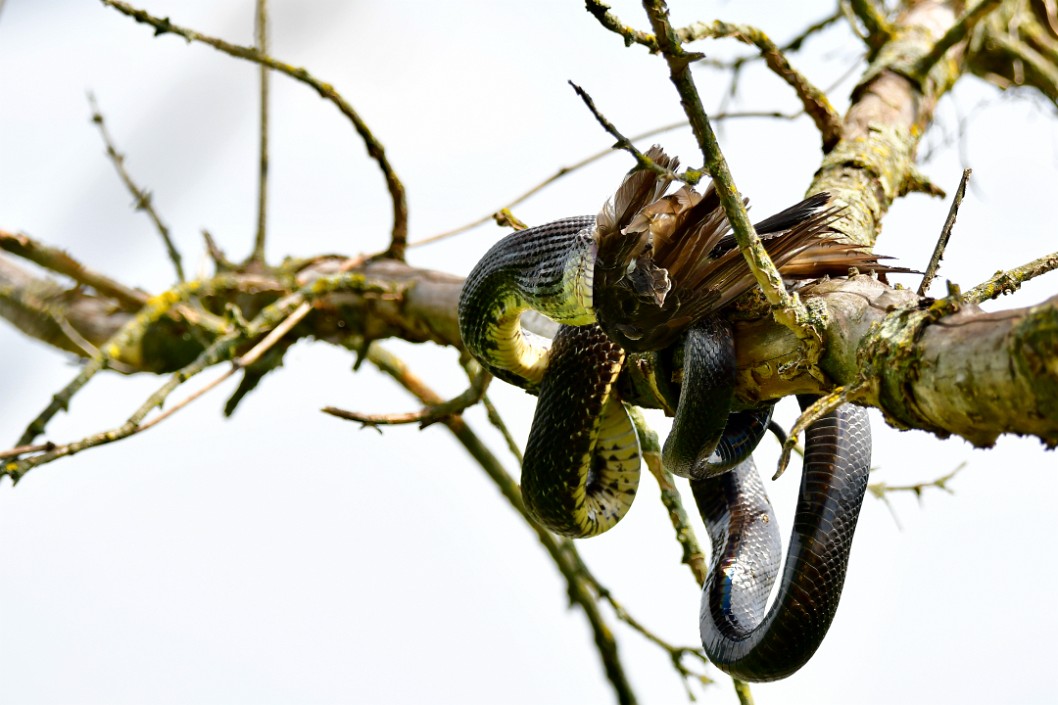 Coiled and Consuming