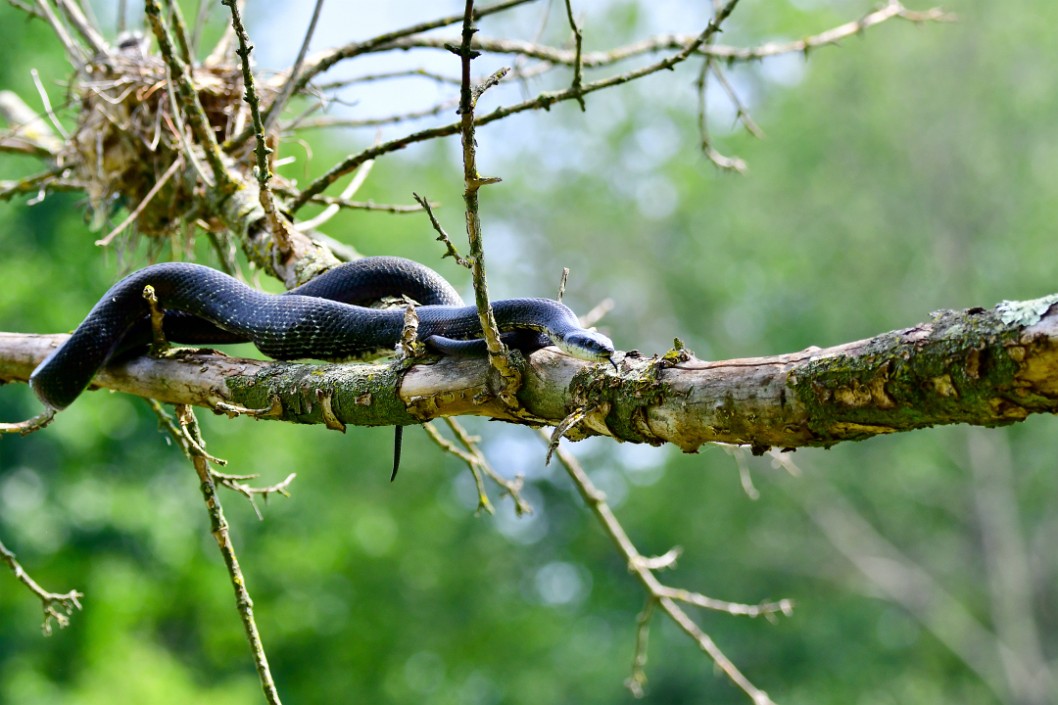 Escaping on a Branch
