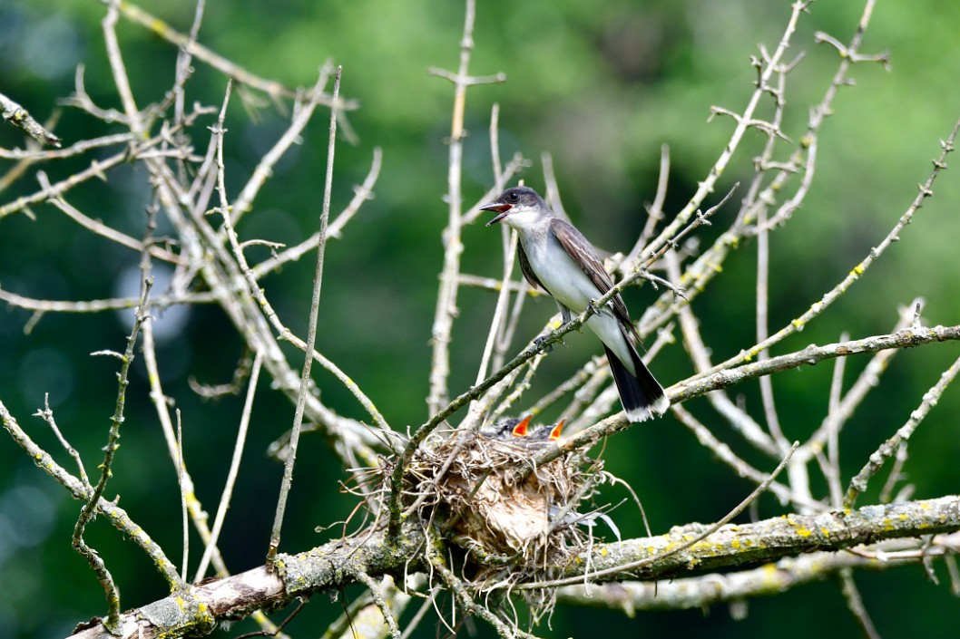 Upset Father Eastern Kingbird Staying Near His Babies