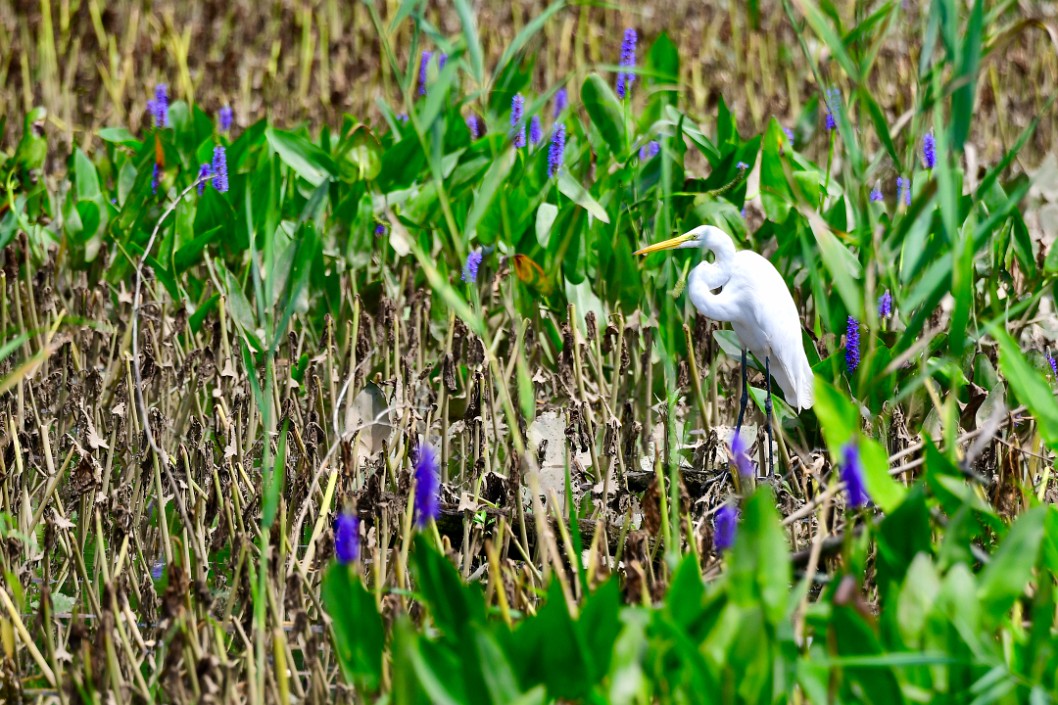 Distant Great Egret Out in the Growth
