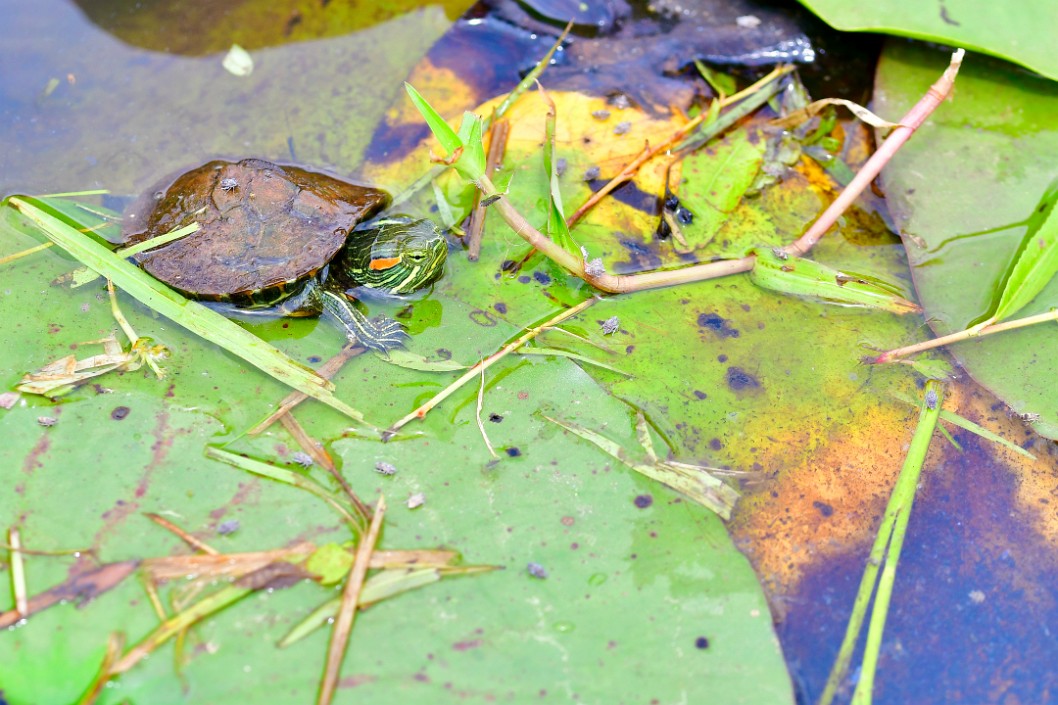 Tiny Red-Eared Slider on Lily Pads