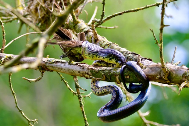 Snake Eats Kingbird