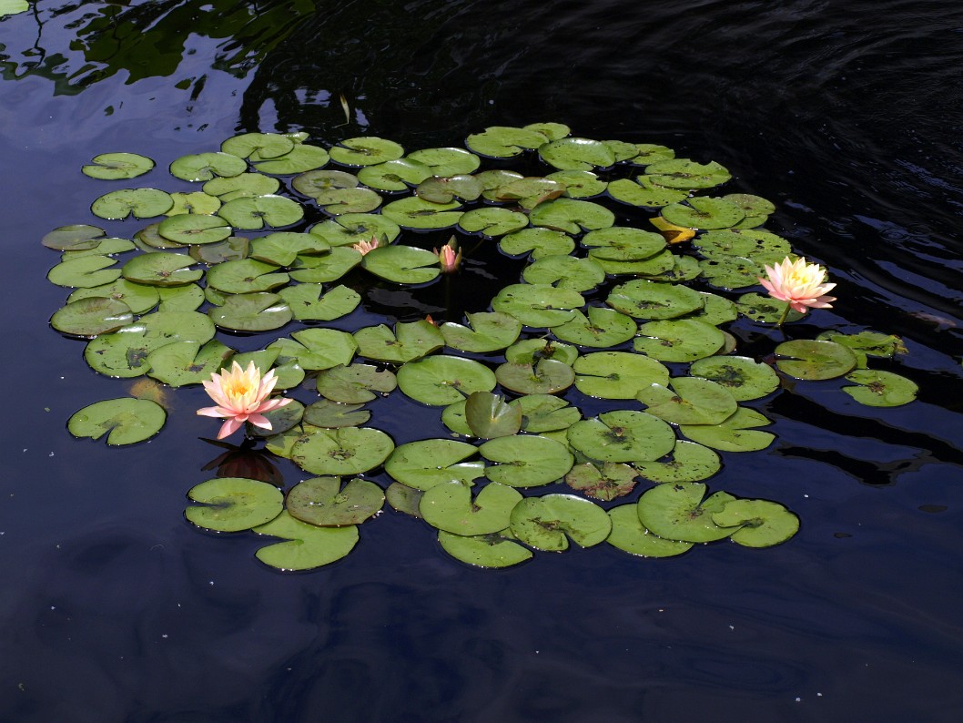 Lotus Flowers on the Water Lotus Flowers on the Water