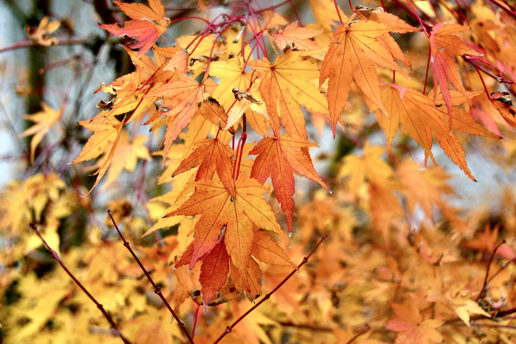 Reds and Yellows of the Beni-Kawa Japanese Maple Tree