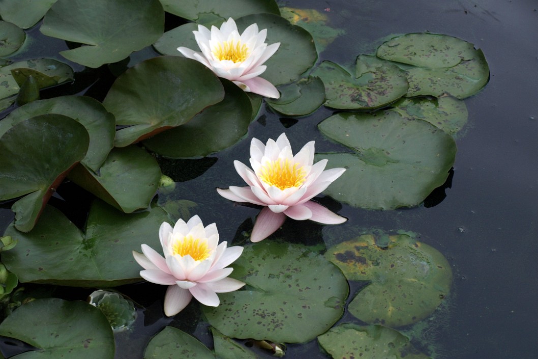 Three Lotus Blooms Three Lotus Blooms