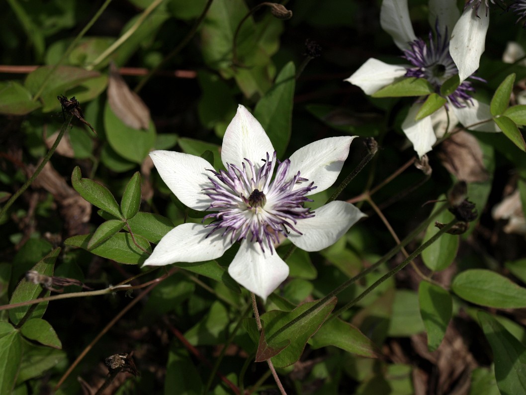 Aphrodite Iris in White and Purple Aphrodite Iris in White and Purple