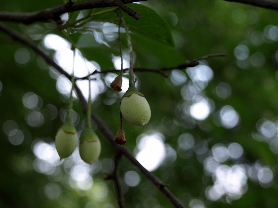 Fruits of the Japanese Snowbell Tree Fruits of the Japanese Snowbell Tree