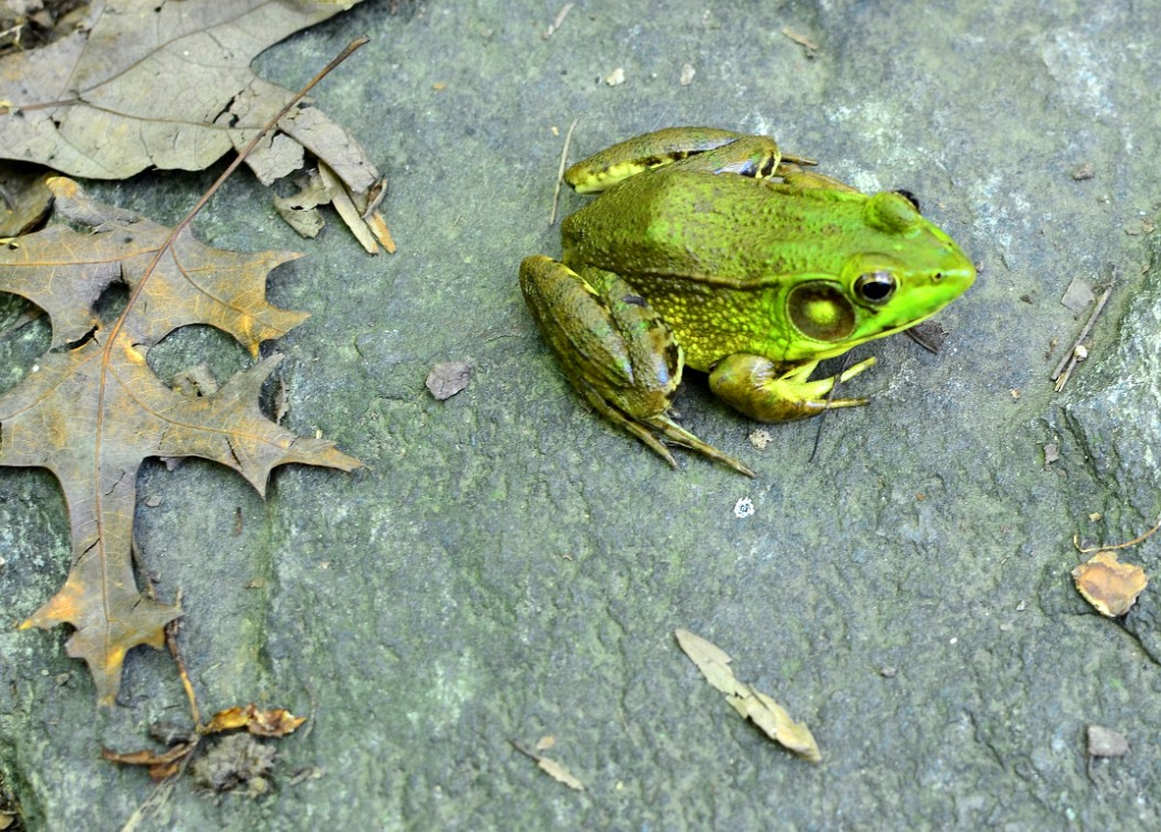 Green Frog on a Rock Green Frog on a Rock