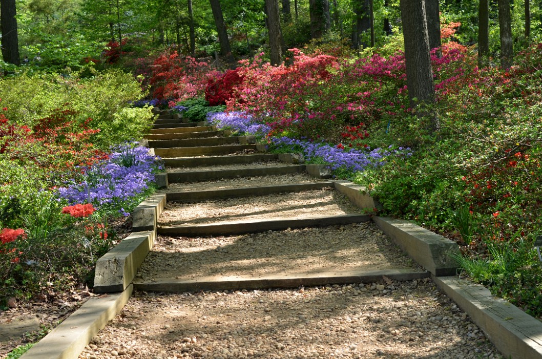 Stairs Wreathed in Azalea Colors Stairs Wreathed in Azalea Colors