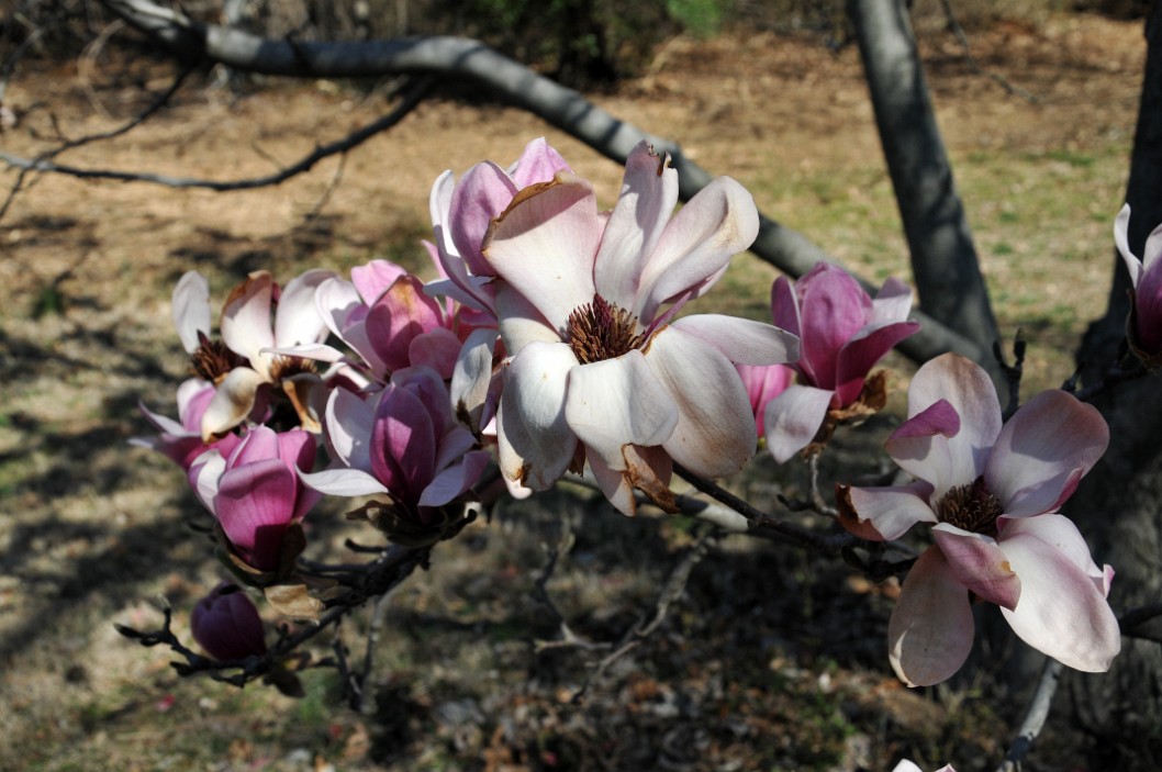 Forrests Pink Yulan Magnolia Blooms Open Forrests Pink Yulan Magnolia Blooms Open
