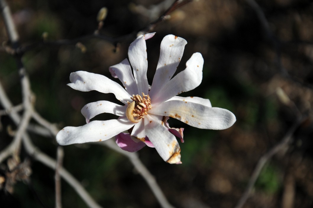 Leonard Messel Magnolia Blossom Leonard Messel Magnolia Blossom