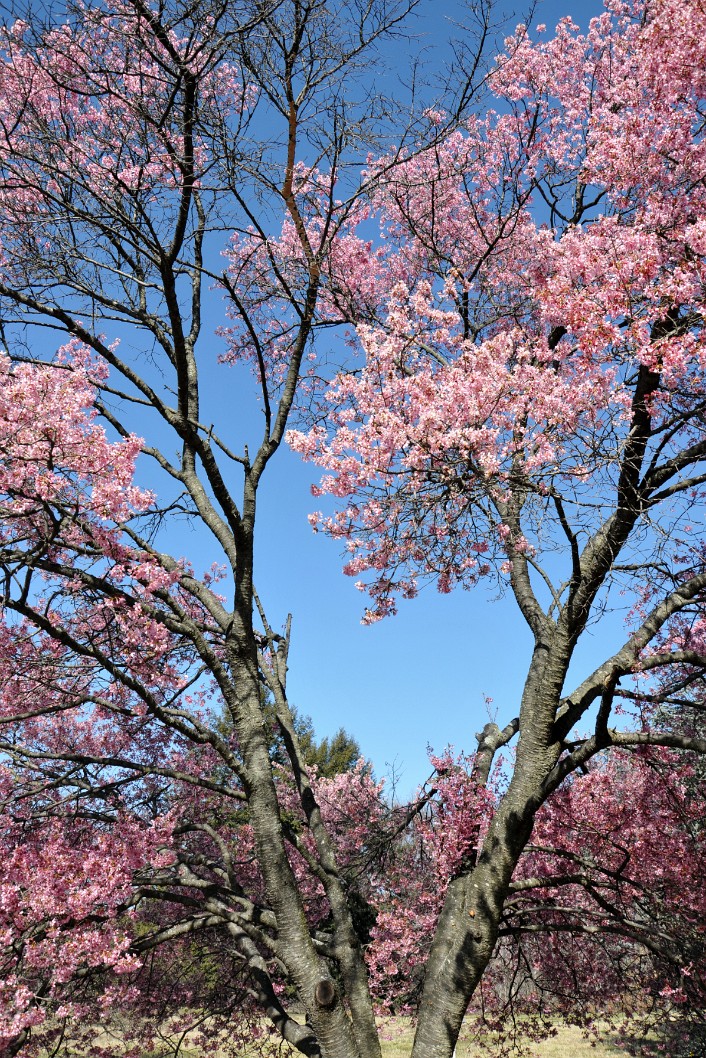 Okame Cherry Blossoms Okame Cherry Blossoms