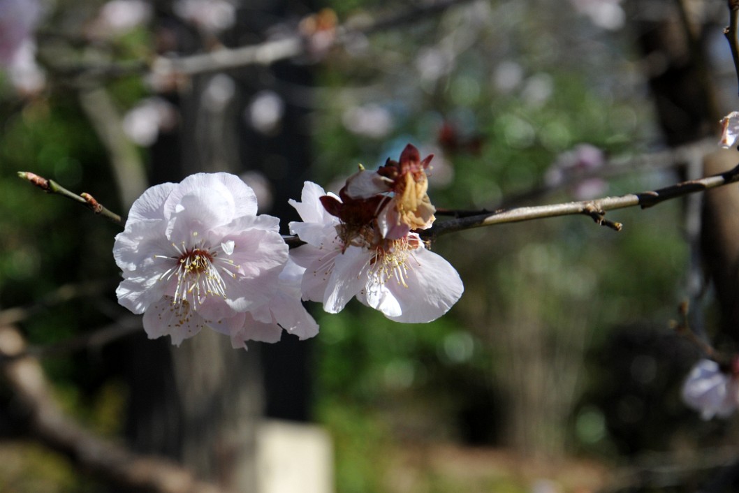 Okitsu-Akabana Bloom Okitsu-Akabana Bloom