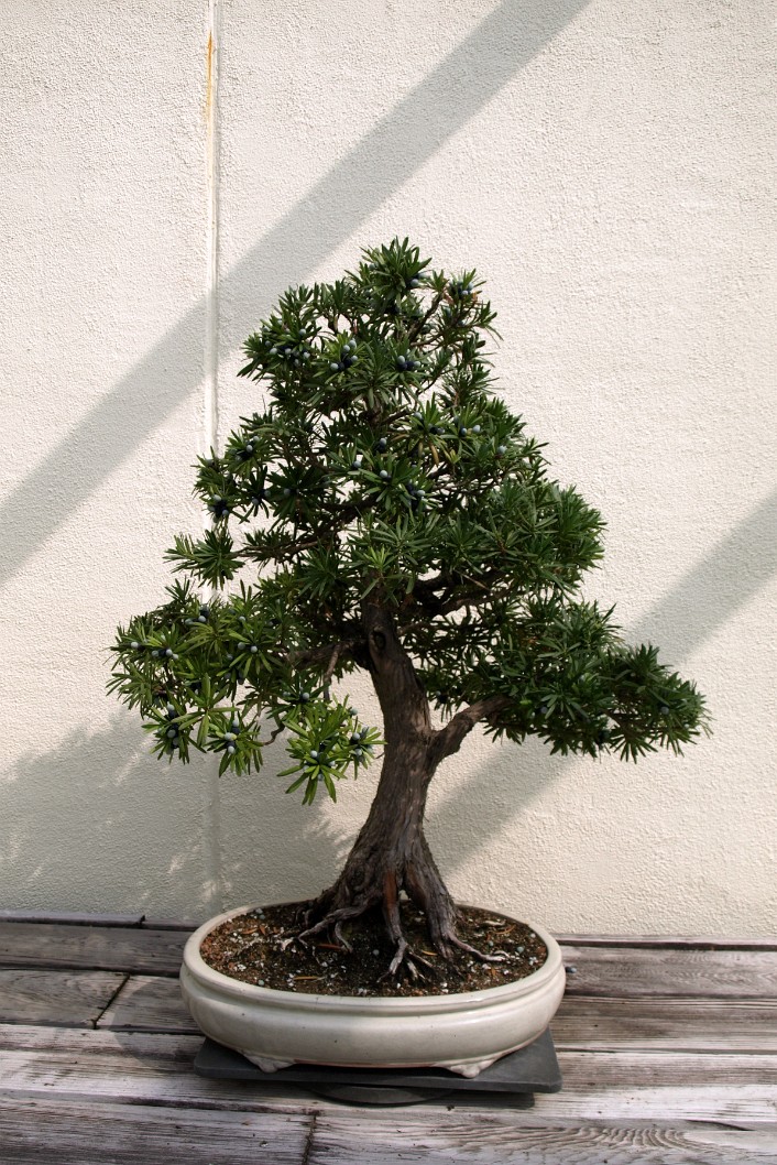 Buddhist Pine in Training Since 1956 Buddhist Pine in Training Since 1956