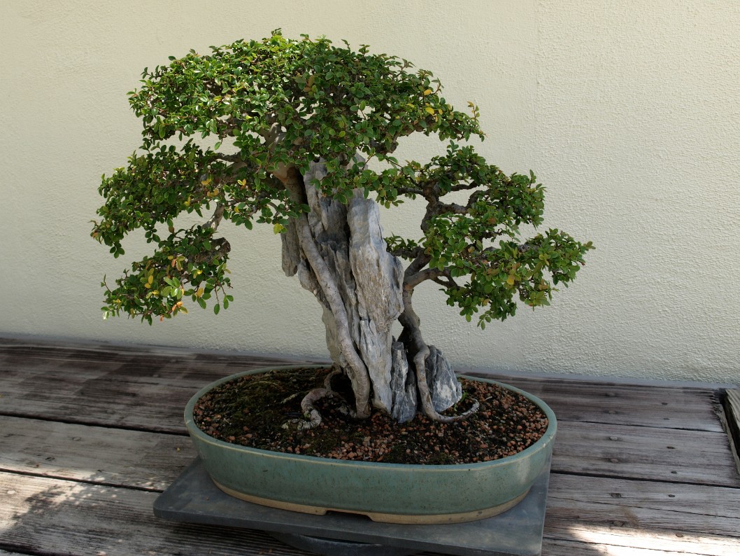 Chinese Elm in Training Since 1956 Chinese Elm in Training Since 1956