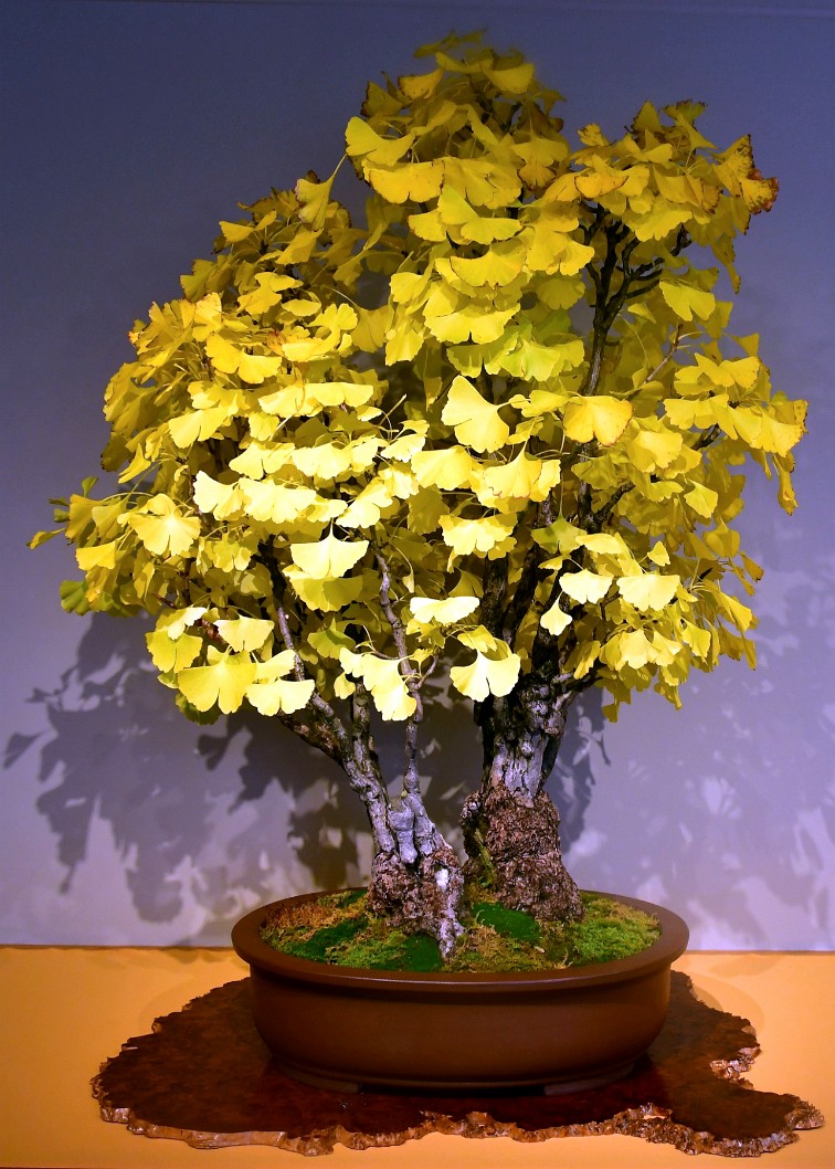 Ginkgo in Training Since 1926 Filled With Yellow Leaves