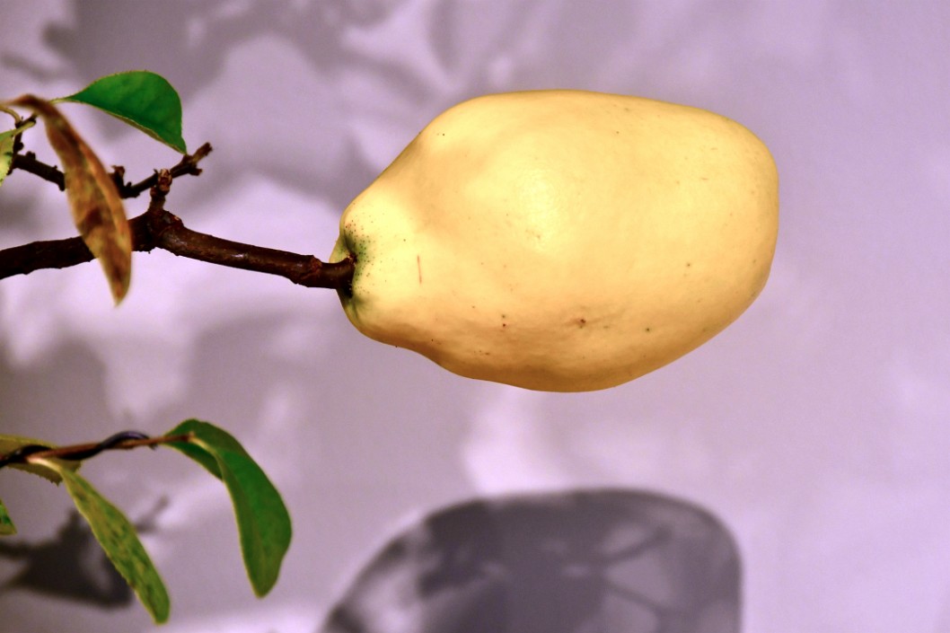 Yellow Quince Growing