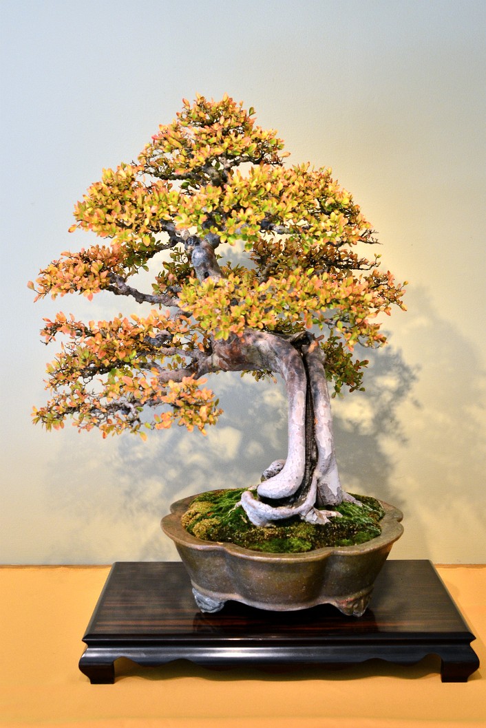 Chinese Elm in Training Since 1906 Chinese Elm in Training Since 1906