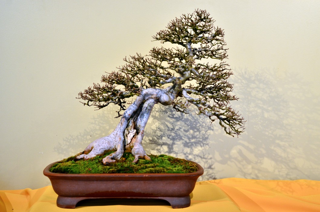 Another Chinese Elm in Training Since 1946 Another Chinese Elm in Training Since 1946