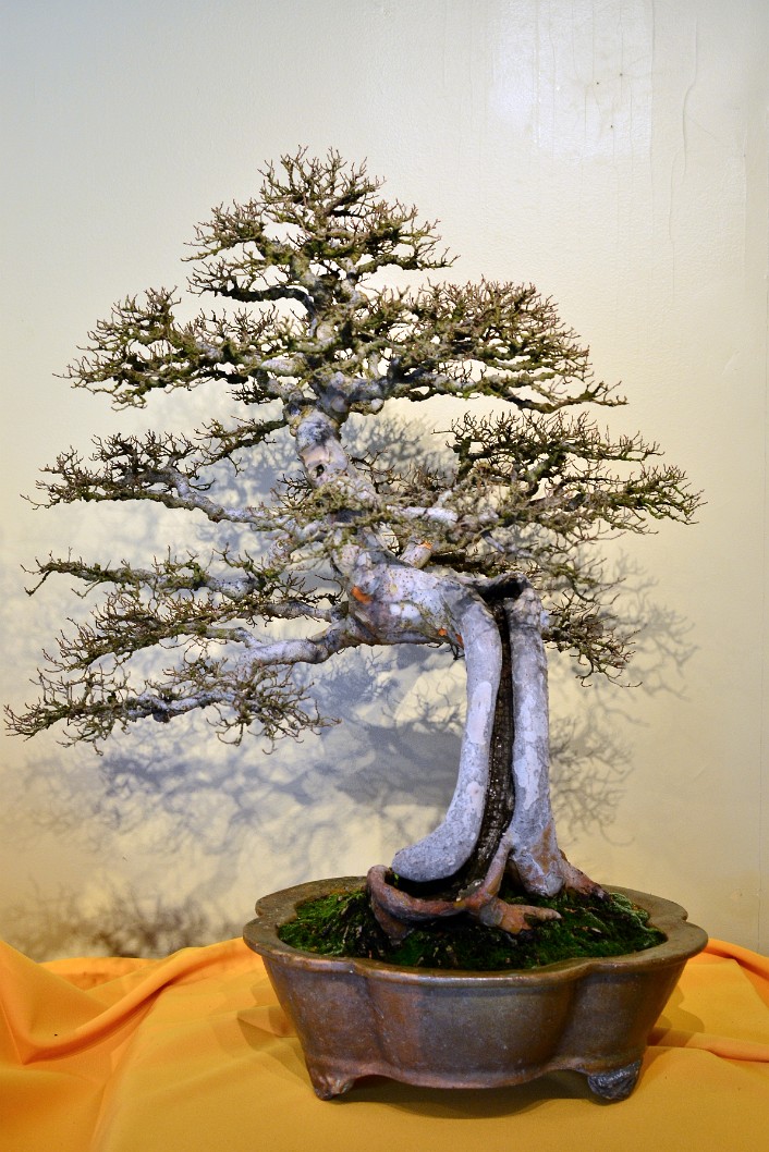 Chinese Elm in Training Since 1906 Chinese Elm in Training Since 1906
