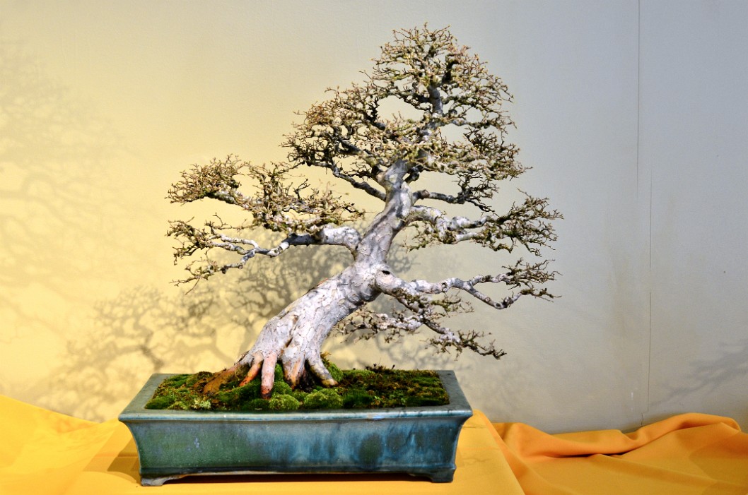 Chinese Elm in Training Since 1946 Chinese Elm in Training Since 1946