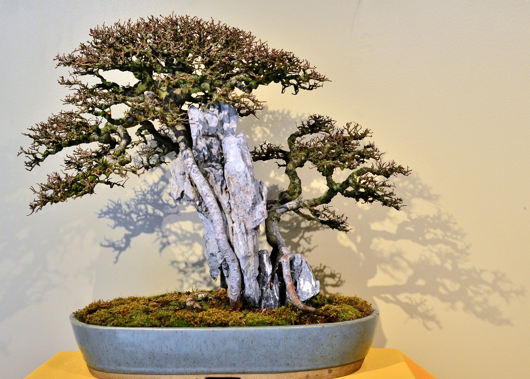 Chinese Elm in Training Since 1956 Chinese Elm in Training Since 1956