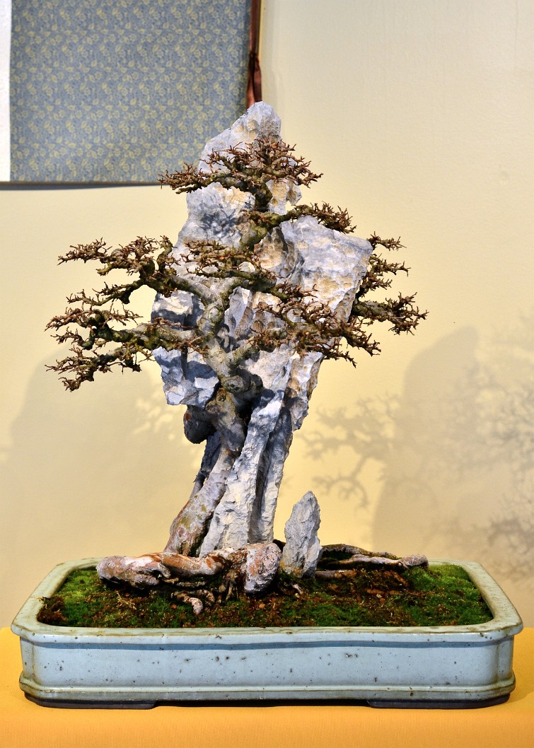 Chinese Elm in Training Since 1961 Chinese Elm in Training Since 1961