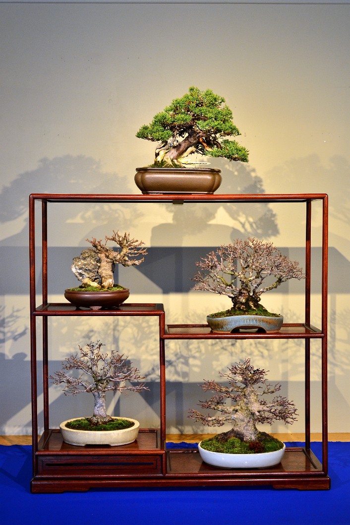 Well Arranged Bonsai From the Japanese Collection Well Arranged Bonsai From the Japanese Collection