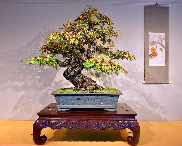 Autumn Bonsai Exhibit