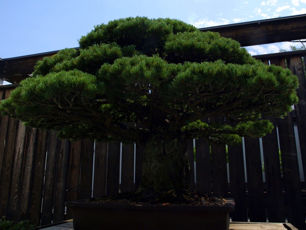 Another View of the 400 Year Old Bonsai Another View of the 400 Year Old Bonsai