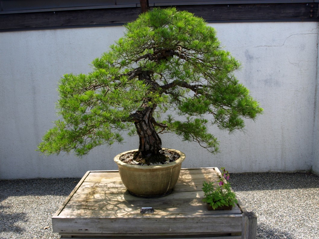 Japanese Red Pine in Training Since 1795 Japanese Red Pine in Training Since 1795