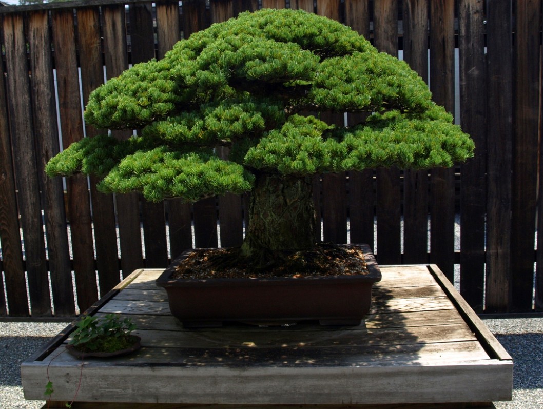 Japanese White Pine in Training Since 1625 Japanese White Pine in Training Since 1625