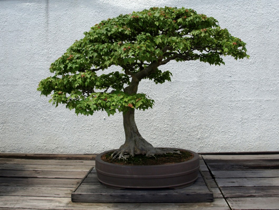Trident Maple in Training Since 1895 Trident Maple in Training Since 1895