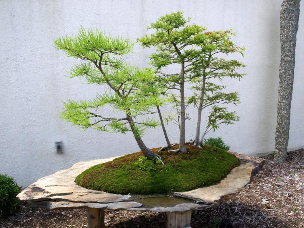 Bald Cypress in Training Since 1988 Bald Cypress in Training Since 1988