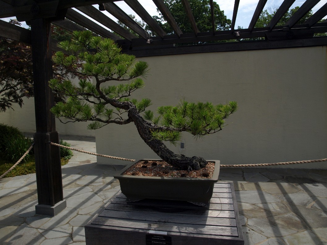 Japanese Black Pine in Training Since 1980 Japanese Black Pine in Training Since 1980